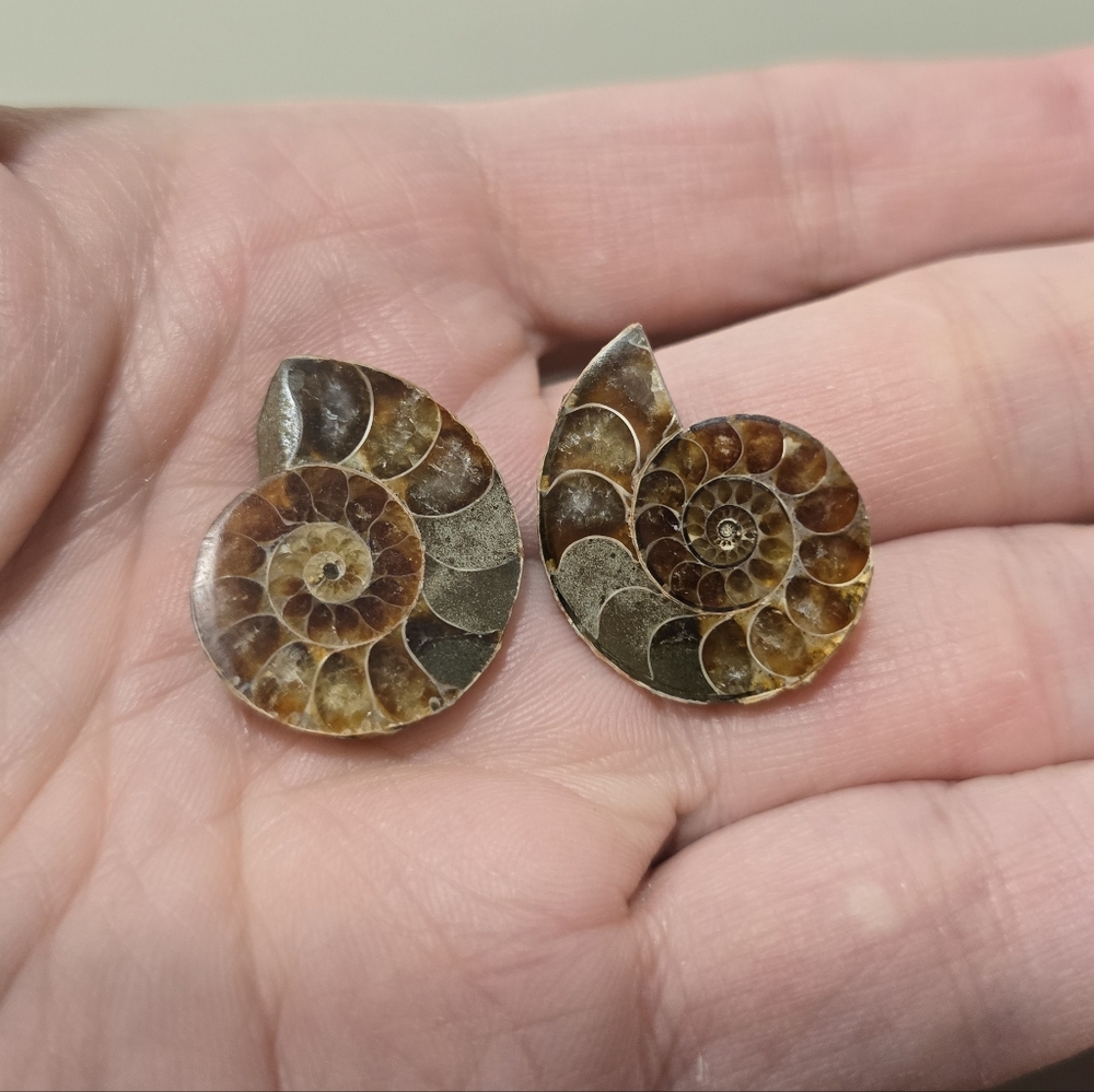 Ammonite Crystal Fossils #B - Picture 2 of 5